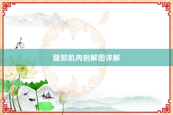 腿部肌肉剖解图详解
